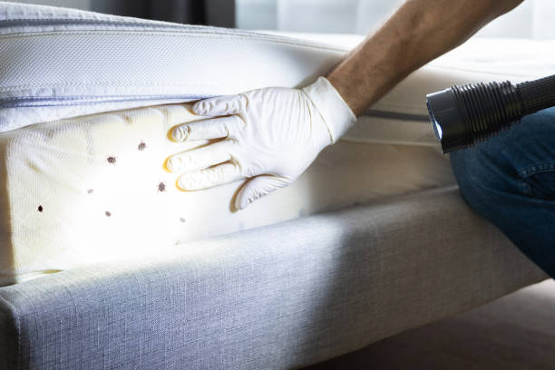 Best Rat Extermination Near Me  in Glenmont, MD