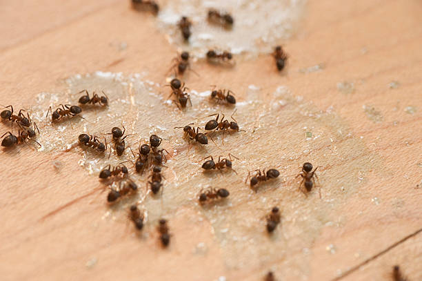 Best Wasp Removal Services  in Glenmont, MD